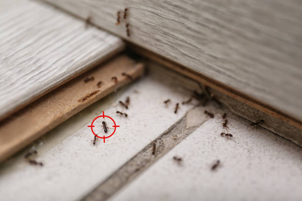 Best Pest Inspection Near Me  in Rainier, OR