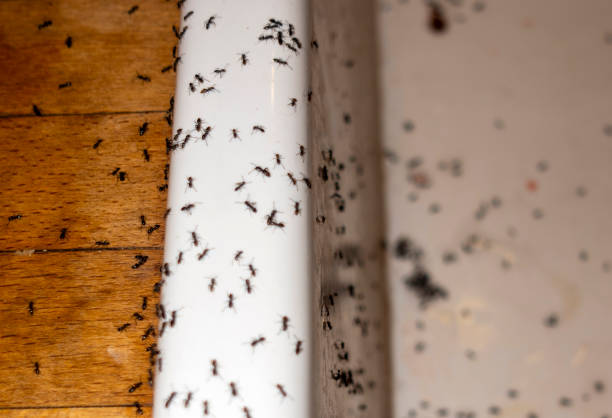 Best Pest Removal Services  in Rainier, OR